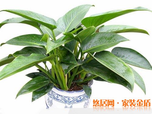 室內(nèi)擺放綠色植物要適當