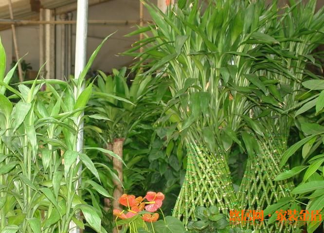 富貴竹土培養殖